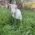Bivanje na kmetiji Tourist Farm 