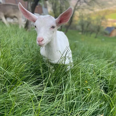 Smještaj na farmi Tourist Farm 