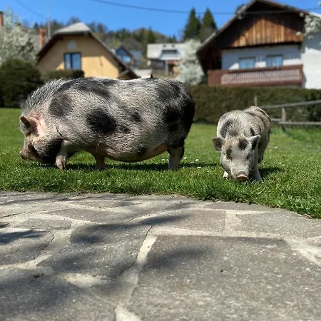 Tourist Farm 