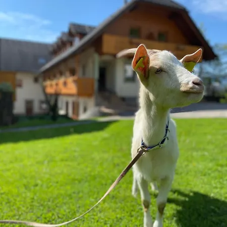 Tourist Farm Pri Biscu *