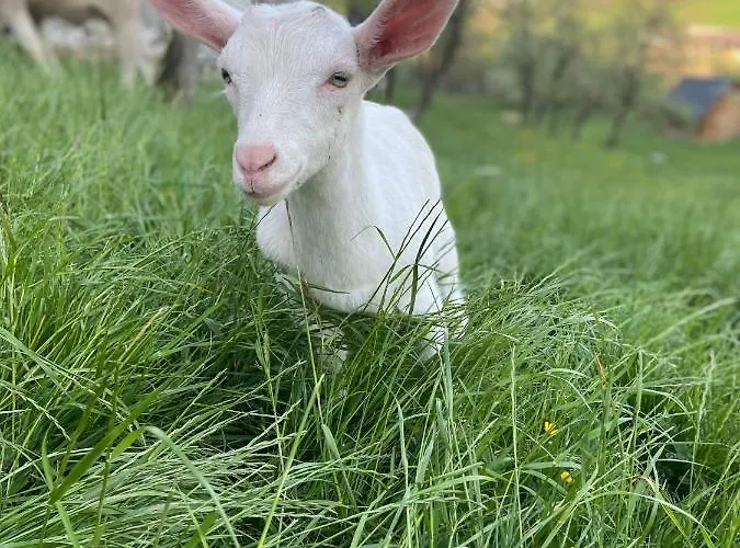 Bauernhof Tourist Farm Pri Biscu