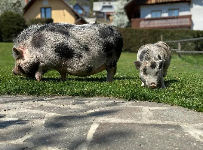 Tourist Farm Pri Biscu Bauernhof